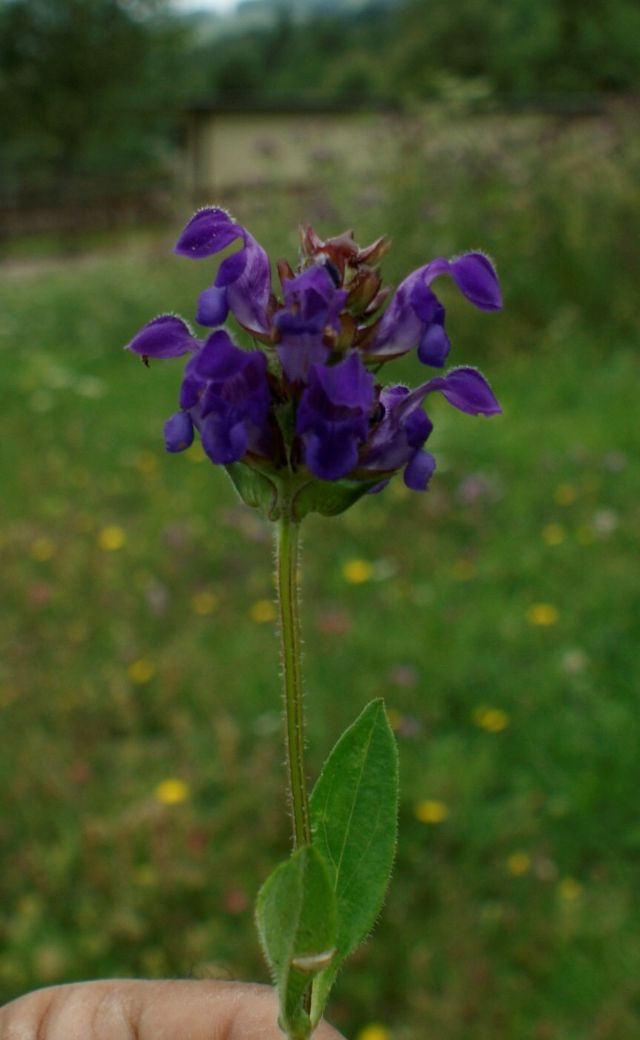 Prunella grandiflora (Lamiaceae)